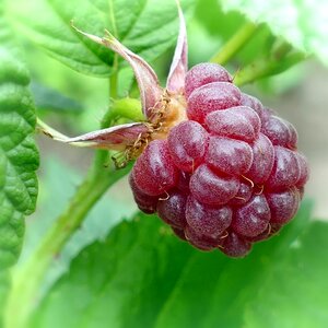 Healthy delicious ripe