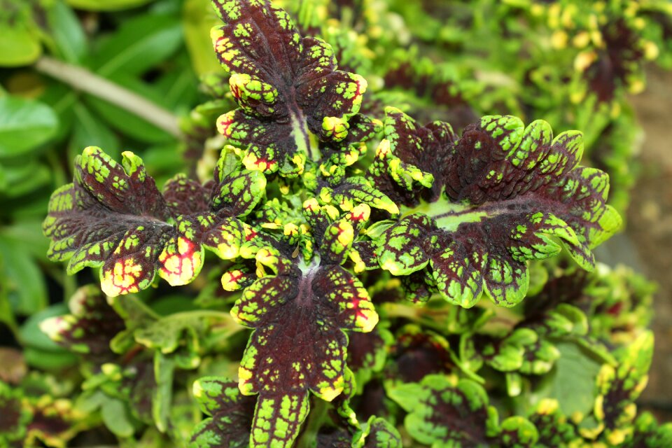 Flower plant nature