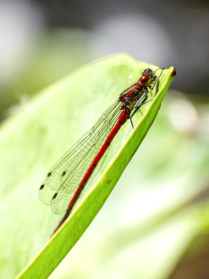 Nature animal adonis dragonfly