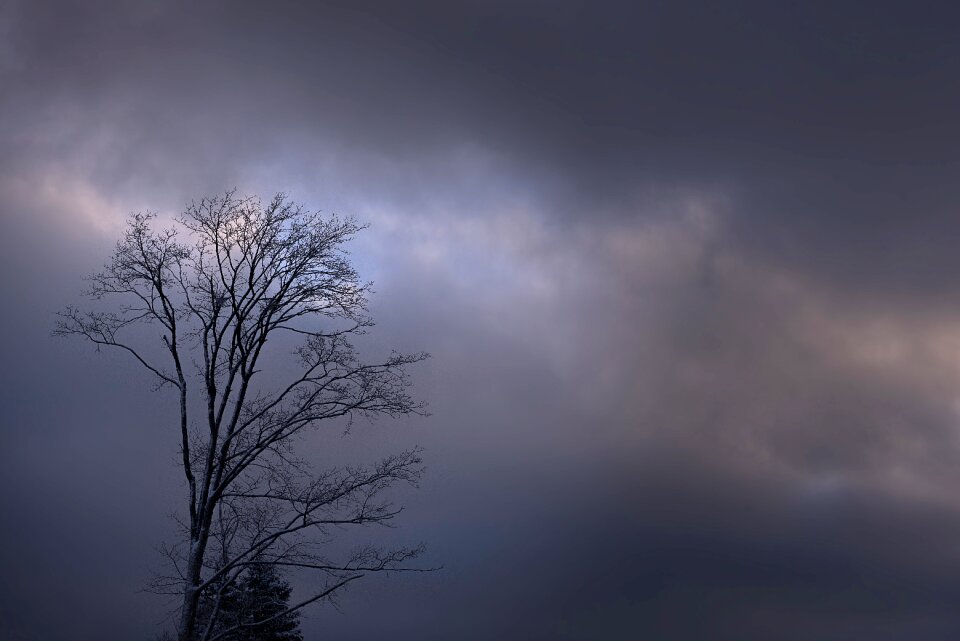 Tree top winter kahl