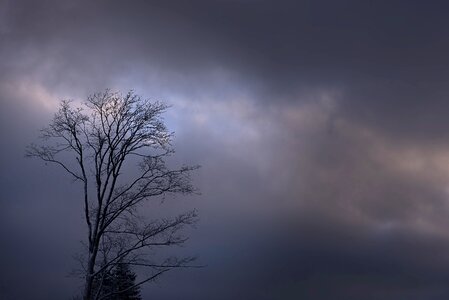 Tree top winter kahl