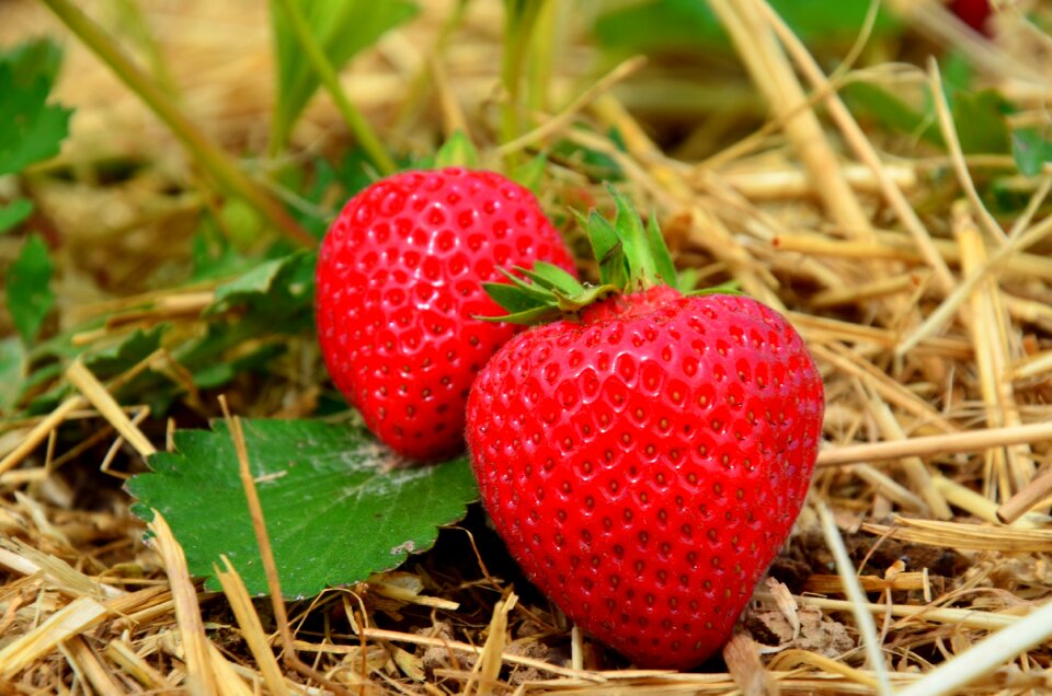 Fruits summer delicious