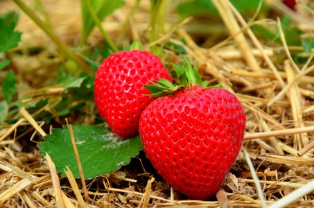 Fruits summer delicious