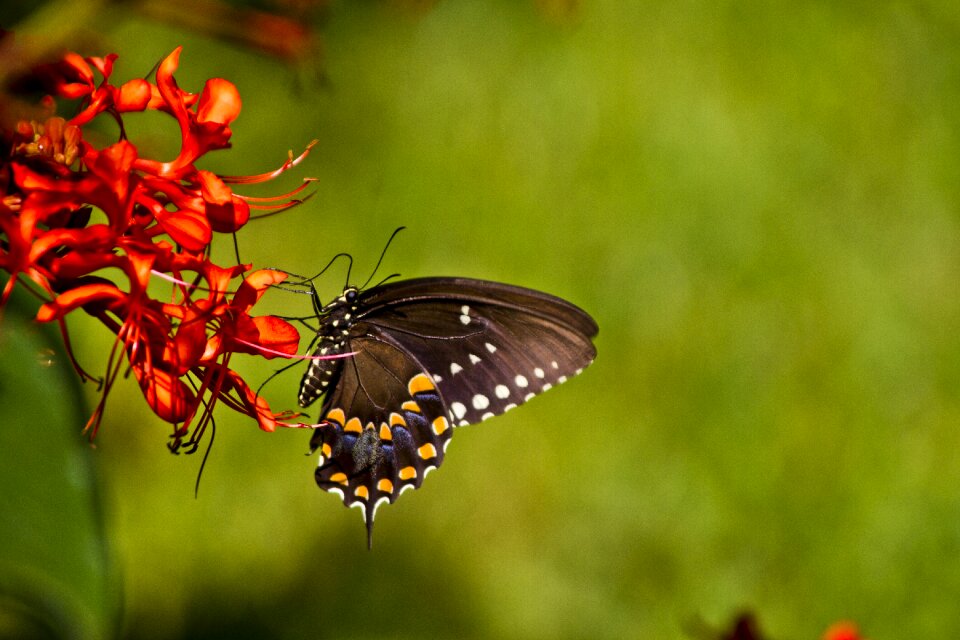 Florida nature macro