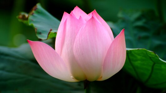 Lotus flower pink photo