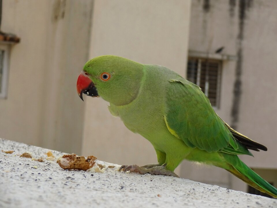 Parrot parrots peanuts