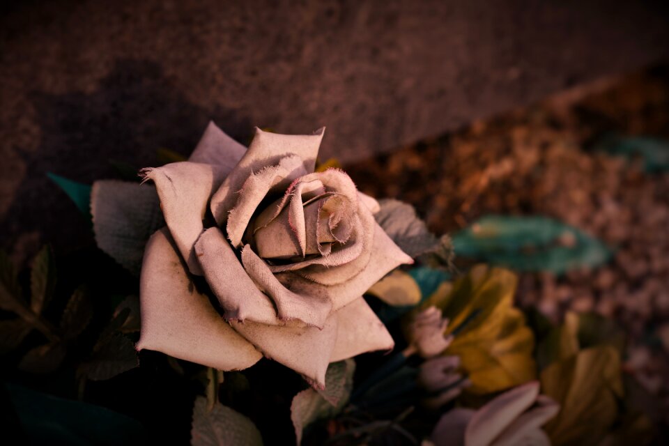 Romance valentine red