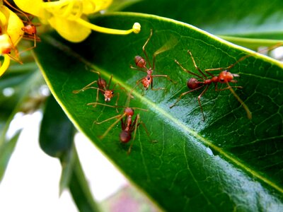Insect animal close
