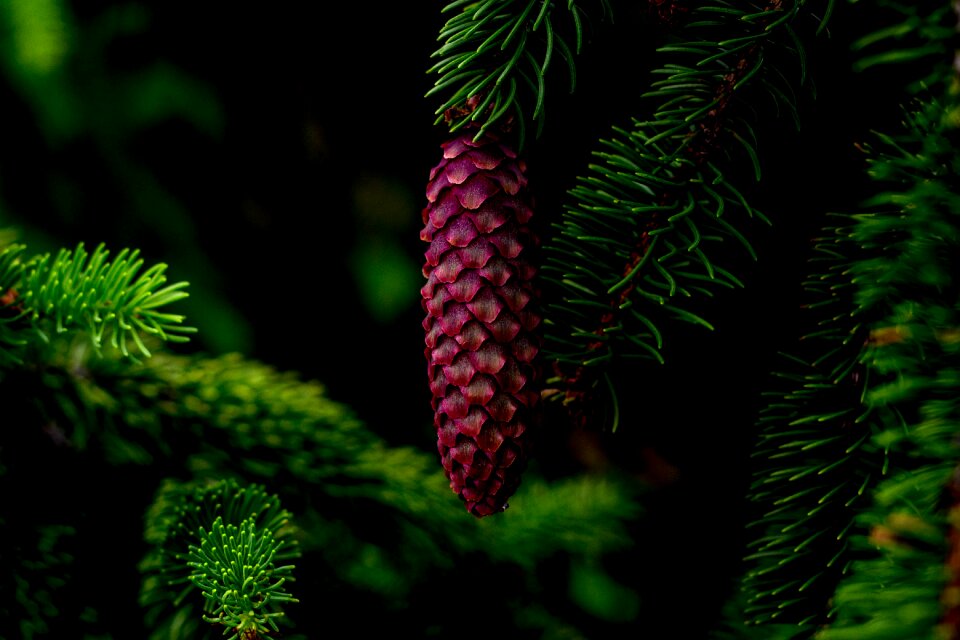 Flower plant natural