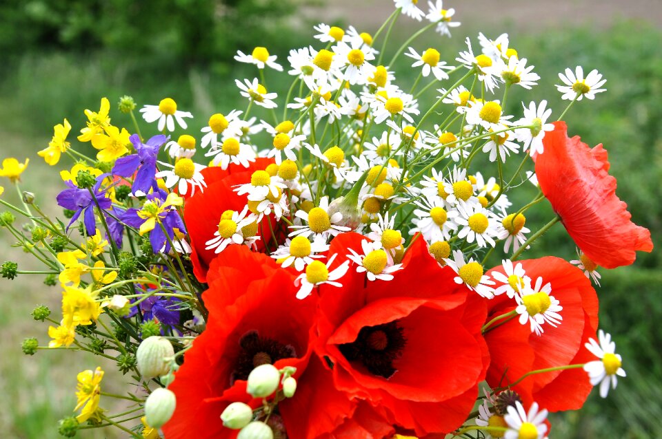 Bouquet field nature