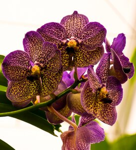 Flower close up panicle photo