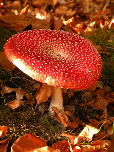 Forest mushrooms white dots photo