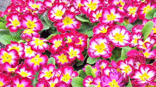 Spring spring flower motley
