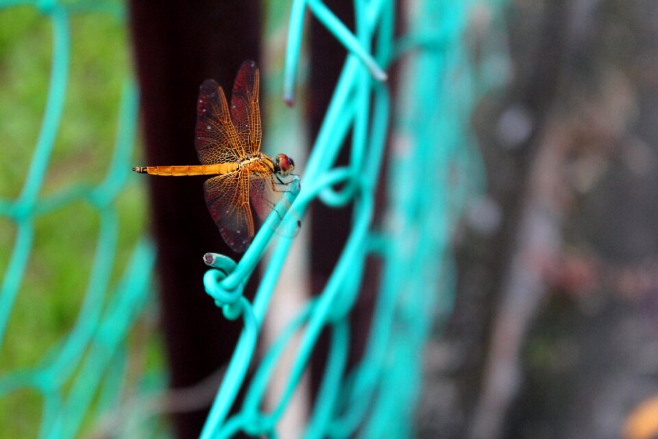 Animal close dragonfly
