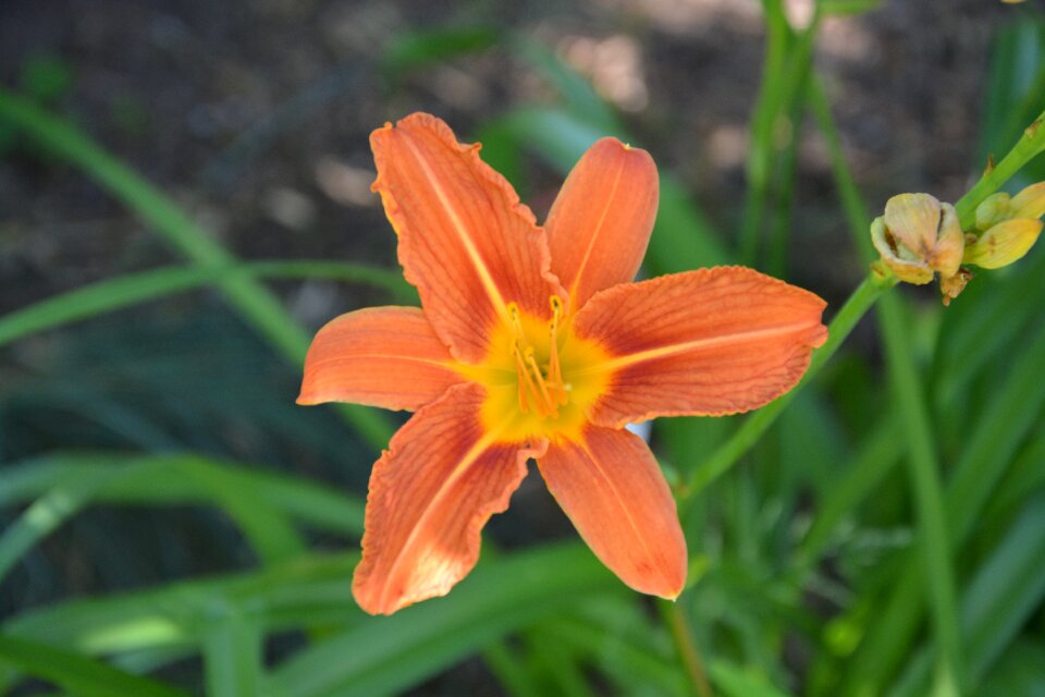 Garden spring nature