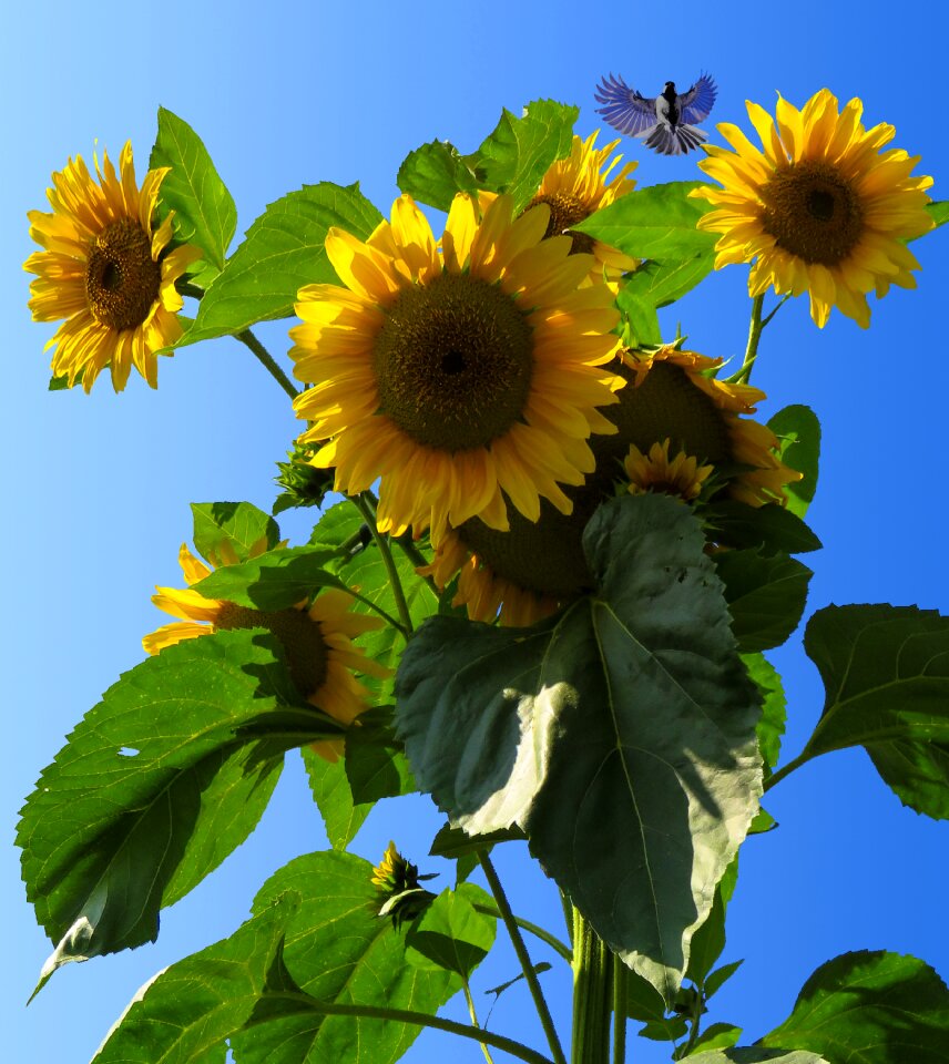 Flower yellow bird