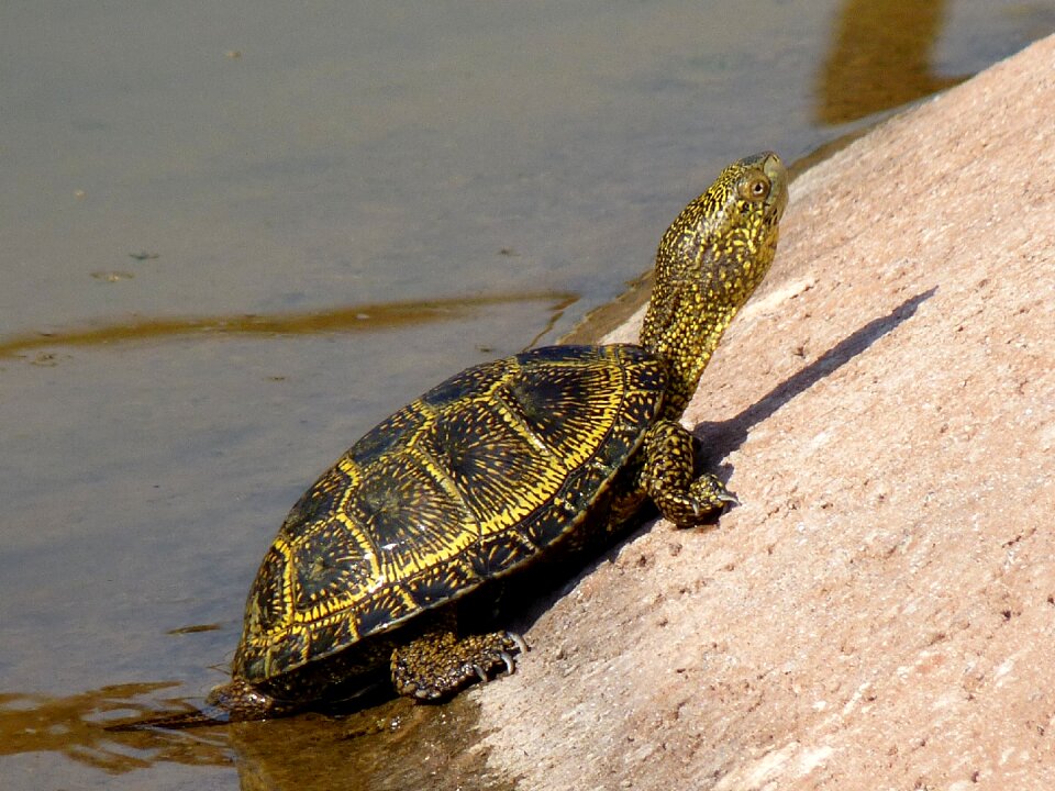 Nature reptile animal