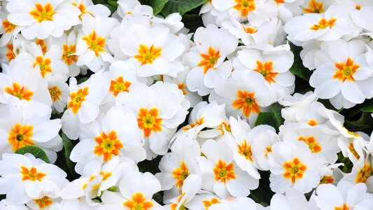Spring spring flower white