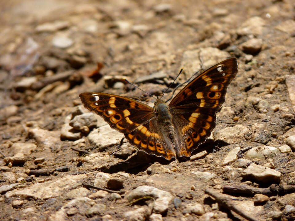 Macro nature wings