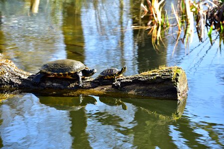 Water turtle panzer on the water photo