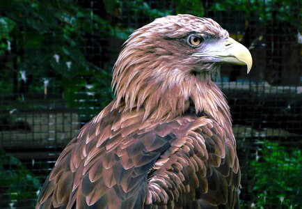 Eagle predator feathered race