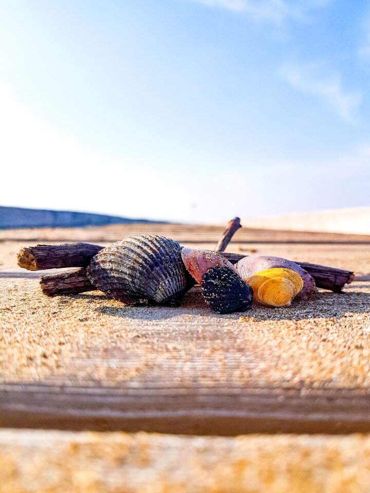 Italy beach mussels