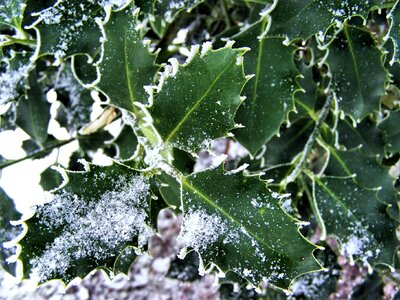 Winter cold green