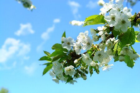 Cherry blossom fruit tree cherry tree