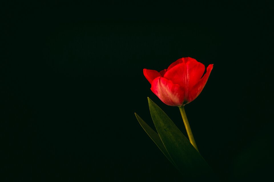 Red flower red tulips nature