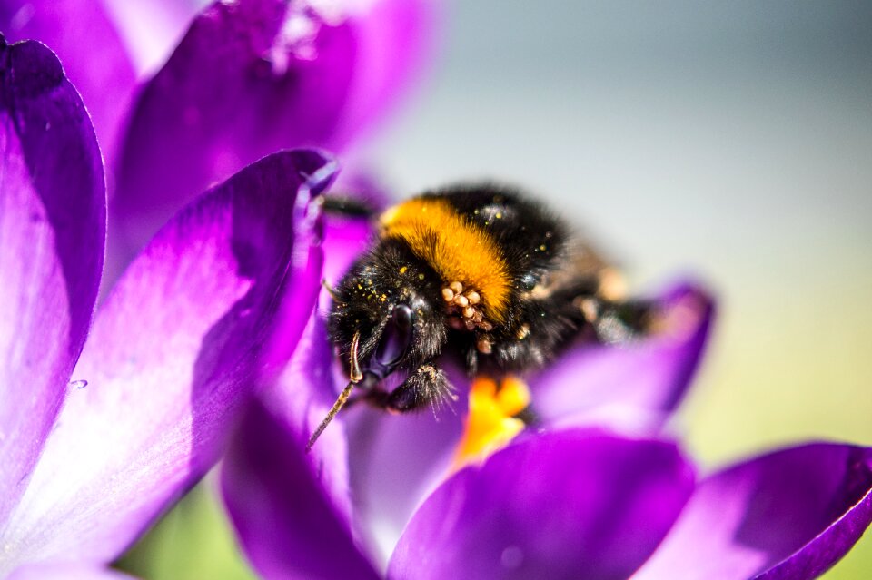 Hummel blossom bloom