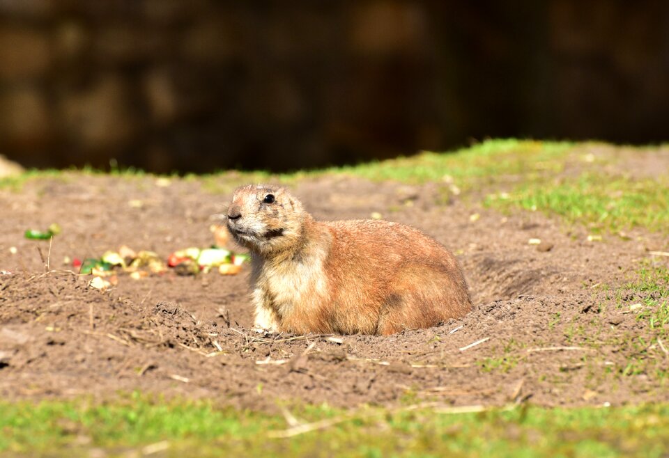 Animal gophers rodent