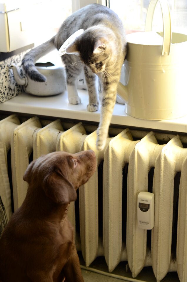 Dog and cat cat and dog cat dog