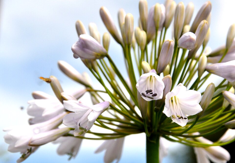 Petal pink flowers spring
