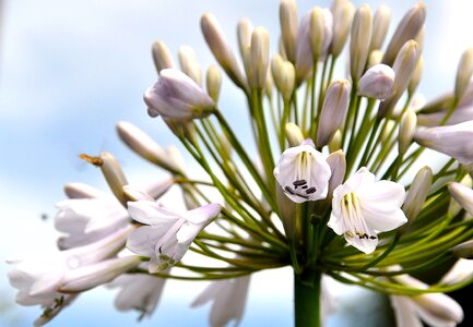 Petal pink flowers spring photo