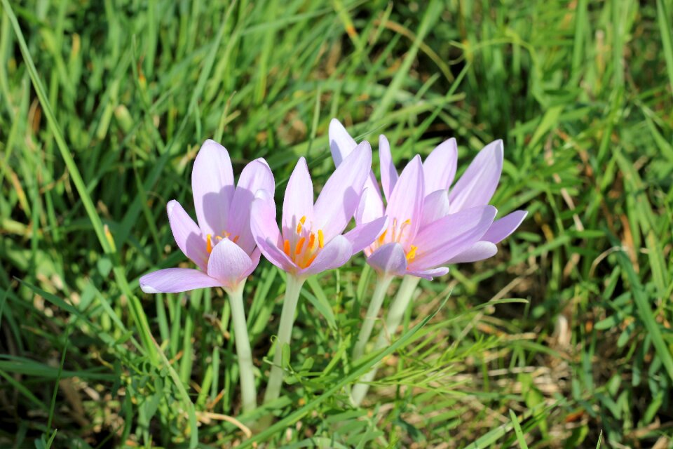 Plant flowers pale pink