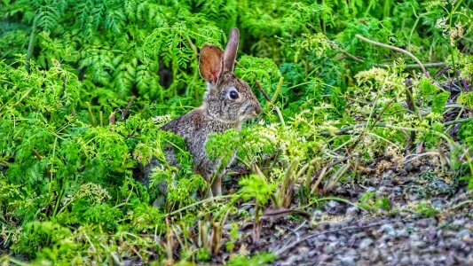 Animal wildlife nature photo