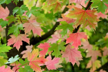 Maple leaf tree photo