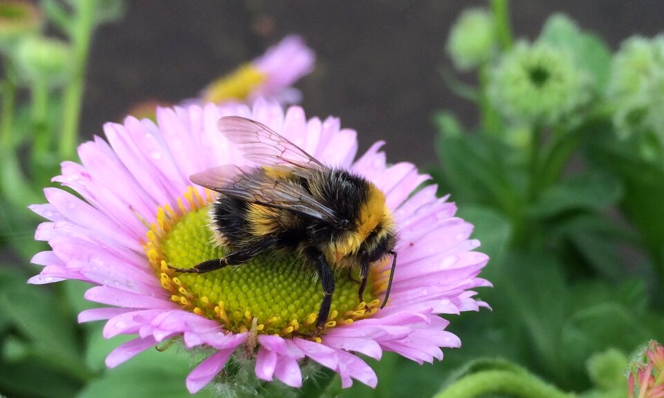Flower wildlife wing