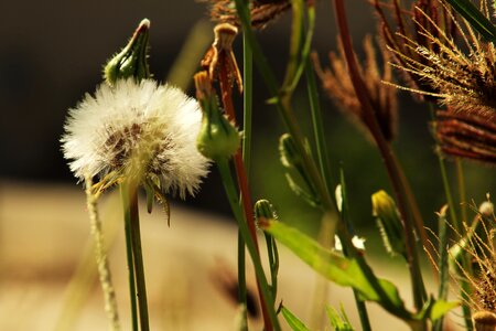 Flower dandelion nature