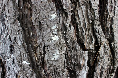 Trunk tree bark tree bark texture photo