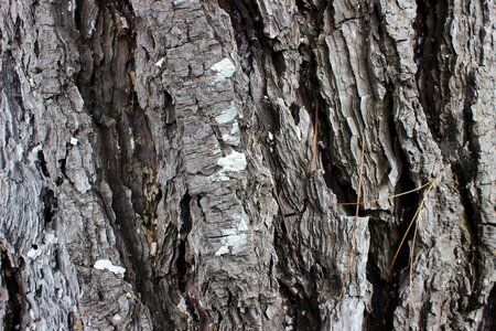 Trunk tree bark tree bark texture