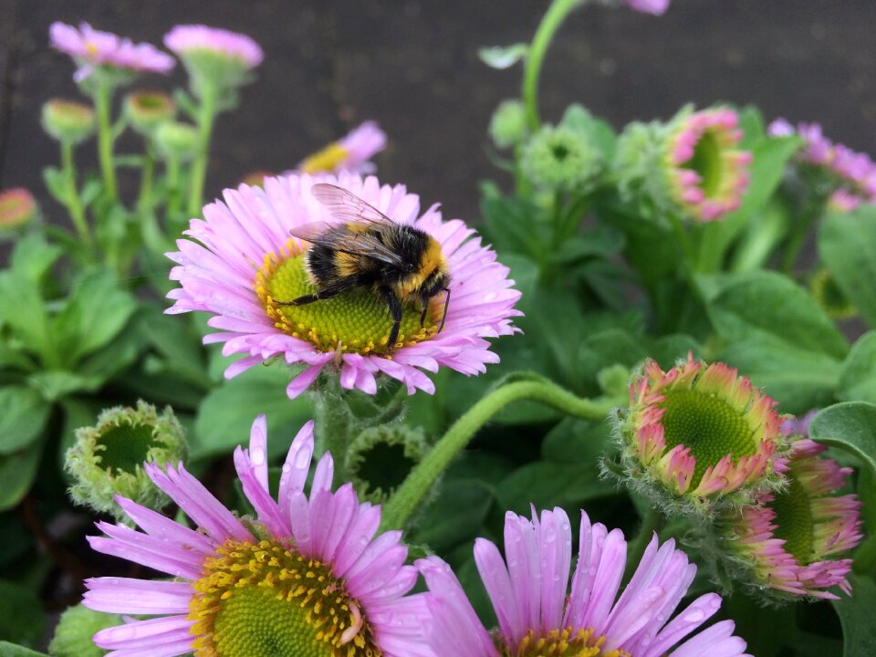 Pink green purple