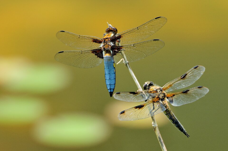 Macro dragonfly insect