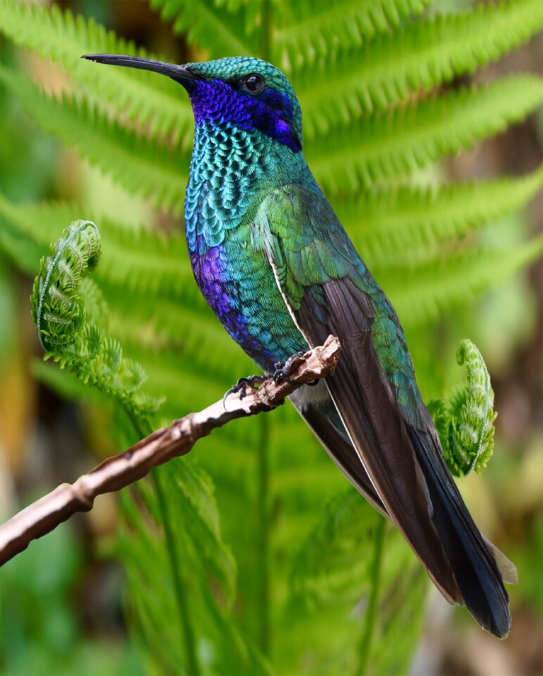 Tropical animal world feather