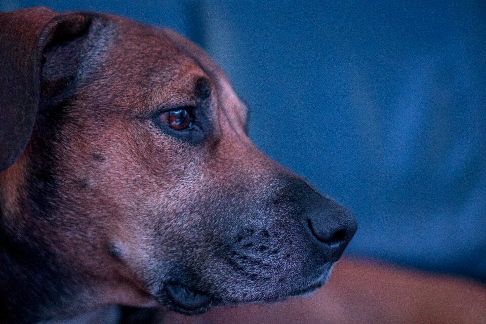 Snout animal close up photo