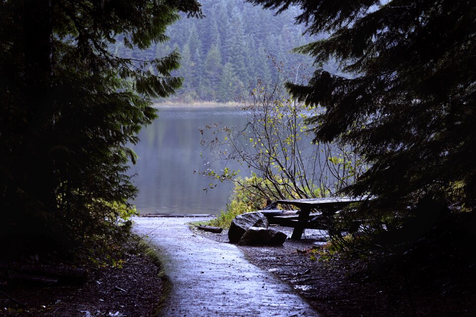 Nature outdoor forest