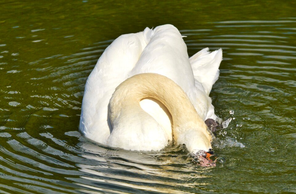Animal white schwimmvogel