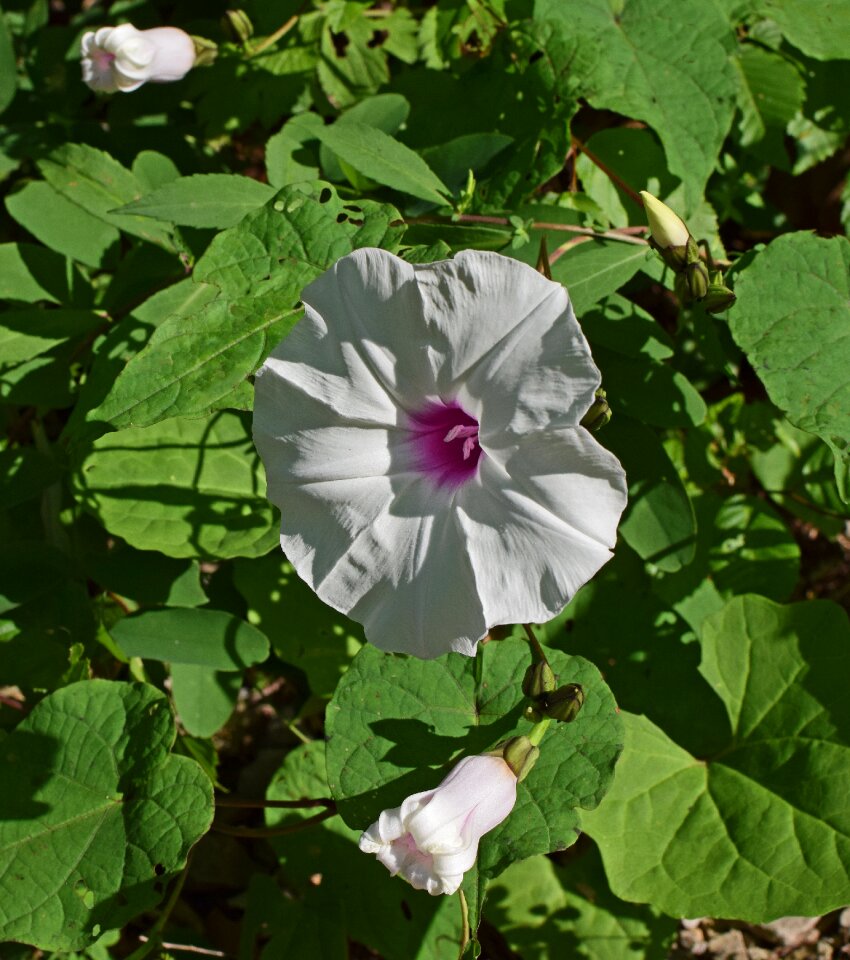 Flower blossom bloom