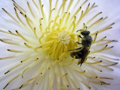 Flower bee pollen