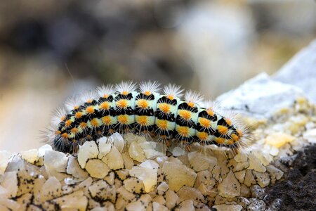 Hairy inch nature